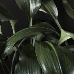 Diseño jardines Madrid Jardinea - Aspidistra. La planta que se pone de moda otra vez