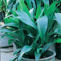 Diseño jardines Madrid Jardinea - Aspidistra. La planta que se pone de moda otra vez