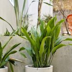 Diseño jardines Madrid Jardinea - Aspidistra. La planta que se pone de moda otra vez