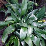 Diseño jardines Madrid Jardinea - Aspidistra. La planta que se pone de moda otra vez