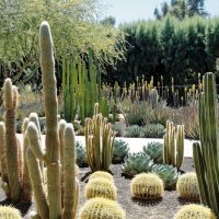 Diseño de jardines en Madrid con Cactus y suculentas. Jardinea