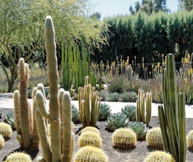 Diseño de jardines en Madrid con Cactus y suculentas. Jardinea