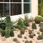 Diseño de jardines en Madrid con Cactus y suculentas. Jardinea