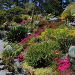 Diseño de jardines en Madrid con Cactus y suculentas. Jardinea