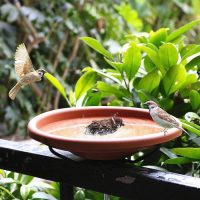 Diseño jardines Madrid Jardinea - Diseño de Jardines con agua