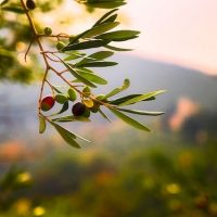 Diseño jardines Madrid Jardinea - Diseño de jardines con olivos