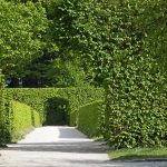 Diseño jardines Madrid Jardinea - Estos son los cinco tipo de setos de mayor altura