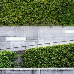 Diseño jardines Madrid Jardinea - Estos son los cinco tipo de setos de mayor altura