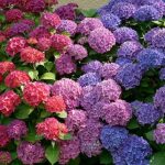 Diseño de jardines en Madrid. Las hortensias, una de las plantas indispensables en tu jardín