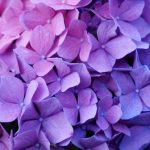 Diseño de jardines en Madrid. Las hortensias, una de las plantas indispensables en tu jardín