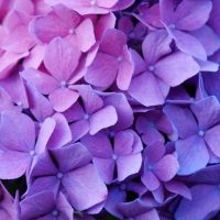 Diseño de jardines en Madrid. Las hortensias, una de las plantas indispensables en tu jardín