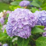 Diseño de jardines en Madrid. Las hortensias, una de las plantas indispensables en tu jardín