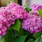 Diseño de jardines en Madrid. Las hortensias, una de las plantas indispensables en tu jardín