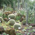 Diseño jardines Madrid Jardinea - Los cuidados de los cactus en verano