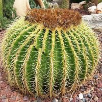 Diseño jardines Madrid Jardinea - Los cuidados de los cactus en verano