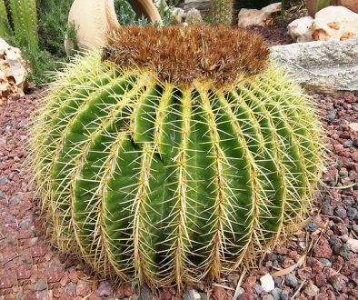 Diseño jardines Madrid Jardinea - Los cuidados de los cactus en verano
