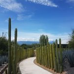 Diseño jardines Madrid Jardinea - Los cuidados de los cactus en verano