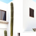 Diseño jardines Madrid Jardinea - Los cuidados de los cactus en verano