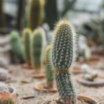 Diseño jardines Madrid Jardinea - Los cuidados de los cactus en verano