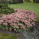 Diseño jardines Madrid Jardinea Sedum Autumm Joy