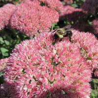 Diseño jardines Madrid Jardinea Sedum Autumm Joy