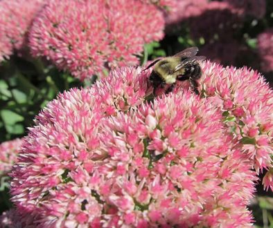 Diseño jardines Madrid Jardinea Sedum Autumm Joy