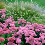 Diseño jardines Madrid Jardinea Sedum Autumm Joy