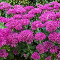 Diseño jardines Madrid Jardinea Sedum Autumm Joy