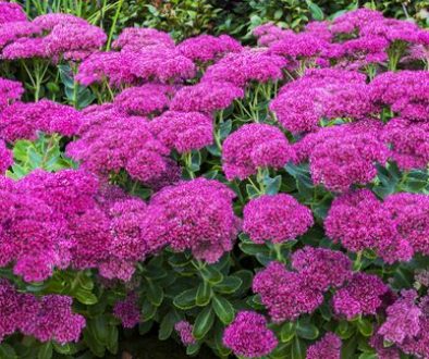 Diseño jardines Madrid Jardinea Sedum Autumm Joy