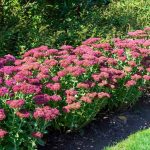 Diseño jardines Madrid Jardinea Sedum Autumm Joy