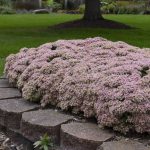 Diseño jardines Madrid Jardinea Sedum Autumm Joy