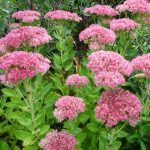 Diseño jardines Madrid Jardinea Sedum Autumm Joy