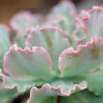 Echeveria Blue Frills 17 Diseño jardines Madrid Jardinea