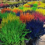 El brezo en planta fresca - Diseño jardines Madrid Jardinea
