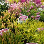El brezo en planta fresca - Diseño jardines Madrid Jardinea