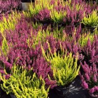 El brezo en planta fresca - Diseño jardines Madrid Jardinea