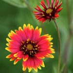 Gallardia 2- 20 plantas de verano fáciles de cuidar Diseño de jardines en madrid y mantenimiento Jardinea