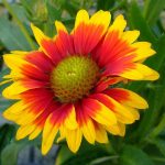 Gallardia- 20 plantas de verano fáciles de cuidar Diseño de jardines en madrid y mantenimiento Jardinea
