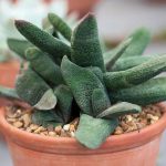 Gasteria batesiana 18 Diseño jardines Madrid Jardinea