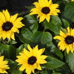 Girasol enano. Diseño y mantenimiento de jardines en Madrid Jardinea