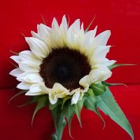 Girasol blanco . Diseño y mantenimiento de jardines en Madrid Jardinea
