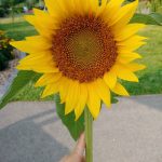 Girasoles variedades . Diseño y mantenimiento de jardines en Madrid Jardinea