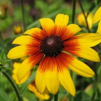 Gloriosa daisy . Diseño y mantenimiento de jardines en Madrid Jardinea