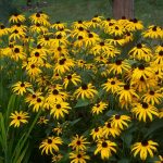 Gloriosa daisy . Diseño y mantenimiento de jardines en Madrid Jardinea