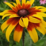 Gloriosa daisy . Diseño y mantenimiento de jardines en Madrid Jardinea