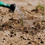 Guía completa de jardinería de verano en Madrid