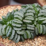 Haworthia truncata 1 Diseño jardines Madrid Jardinea