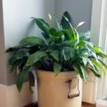 Haz un fertilizante orgánico simple para tener unas plantas de interior saludables