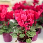 Haz un fertilizante orgánico simple para tener unas plantas de interior saludables