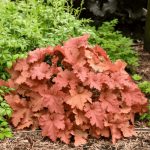 Heuchera Planta de sombra Diseño de jardines en Madrid Jardinea